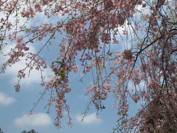 名残の桜.jpg